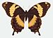 Papilio homerus ulster.jpg