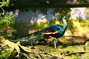 Archivo:Peafowl at the Taipei Zoo