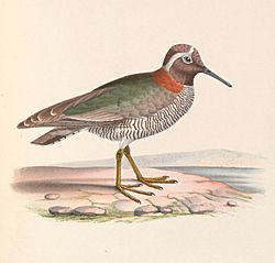 Phegornis mitchellii 1849.jpg