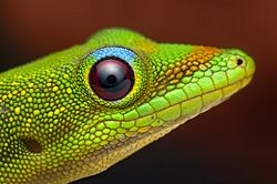 Archivo:Phelsuma laticauda, Oahu