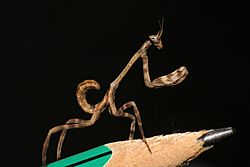 Phyllovates chlorophaea.jpg