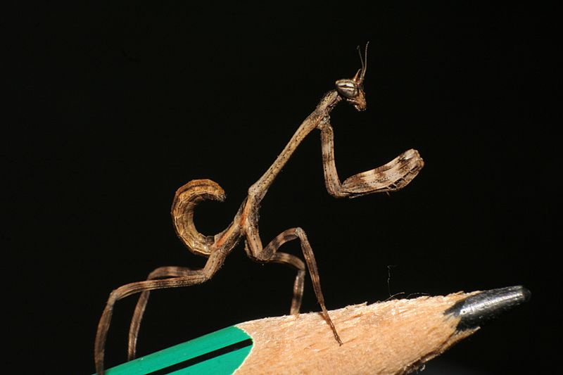 Phyllovates chlorophaea