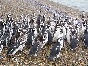 Archivo:Pingüinos frente a la bahía de San Julián.
