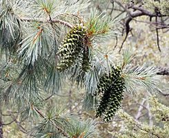 Pinus strobiformis, Bolaños, Jalisco, Mexico 1.jpg