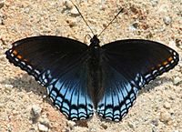 Red Spotted Purple (2455520620)