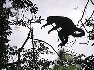 Archivo:Ring-tailed Lemur (Lemur catta) 2