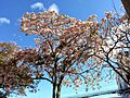 Roble Sabana (Tabebuia rosea)