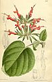 Salvia longistyla 140-8590