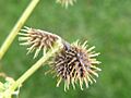 Sanicula-canadensis-canadian-black-snakeroot-seeds