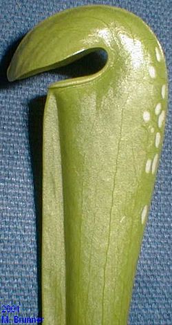 Sarracenia minor leaf.jpg