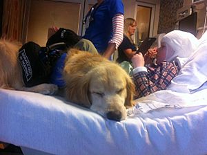 Archivo:Service Dog in hospital bed