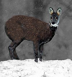 Siberian Musk Deer.jpg