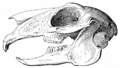Skull of a hare