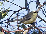 Archivo:Stigmatura budytoides flavocinerea - Greater wagtail tyrant