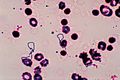 Streptococcus viridans PHIL 2897 lores