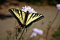 Swallowtail butterfly 2
