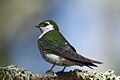 Tachycineta thalassina -San Luis Obispo, California, USA -male-8 (1)