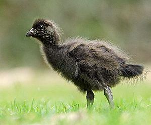 Archivo:Tasmanian-Native-hen-Chick