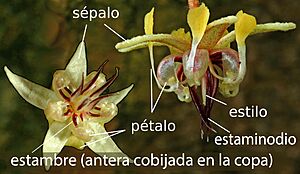Archivo:Theobroma cacao flower - spanish labels