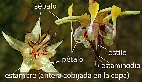 Theobroma cacao flower - spanish labels