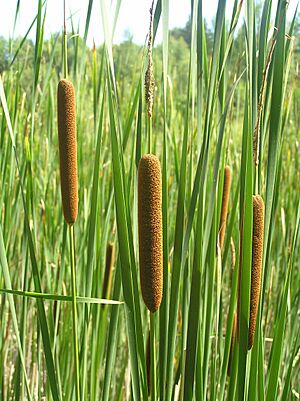 Archivo:Typha angustifolia2