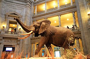 Archivo:USA-National Museum of Natural History0