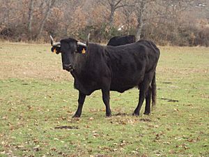 Archivo:Vaca avileña negra ibérica