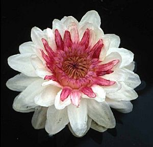 Archivo:Victoria cruziana flower