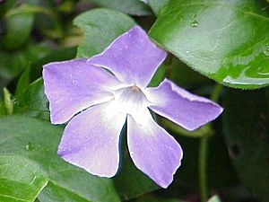 Archivo:Vinca major0