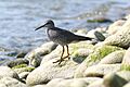 Wandering Tattler