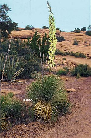 Archivo:Yucca angustissima fh 1179.47 AZ B