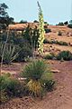 Yucca angustissima fh 1179.47 AZ B