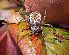 Zealaranea sp-Orbweb Spider (NZAC06002626).jpg