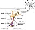 1808 The Anterior Pituitary Complex esp