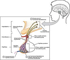 Archivo:1808 The Anterior Pituitary Complex esp