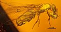 Acropyga glaesaria SMFBE457B2 01