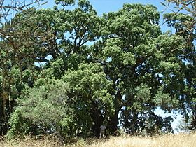 Alcornoque de El Rincón.JPG