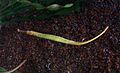 Alligator Pipefish