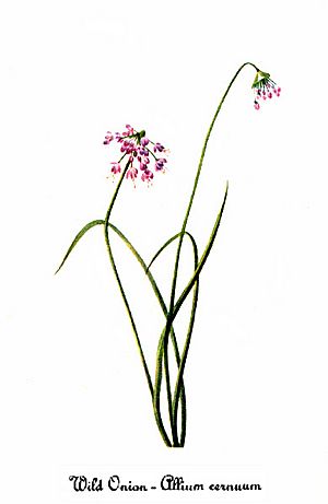 Archivo:Allium cernuum, by Mary Vaux Walcott