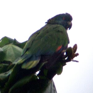 Archivo:Amazona versicolor -St Lucia-5a