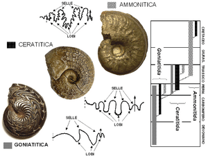 Archivo:Ammonites main sutural patterns