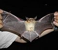 Antrozous pallidus1