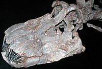 Archivo:Apatosaurus ajax skull