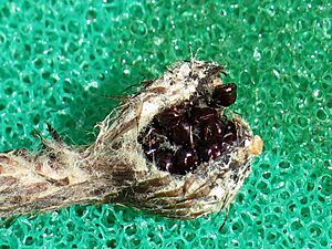 Archivo:Astrophytum capricorne 45