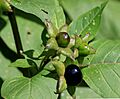 Atropa belladonna Prague 2011 2