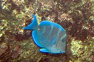 Archivo:Blue tang Acanthurus coeruleus (3476123585)