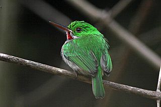 Broad billed tody 1.jpg