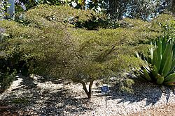Bucida molinetii - Naples Botanical Garden - Naples, Florida - DSC09979.jpg
