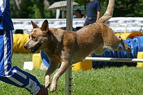 Archivo:Cane in una prova di agility dog