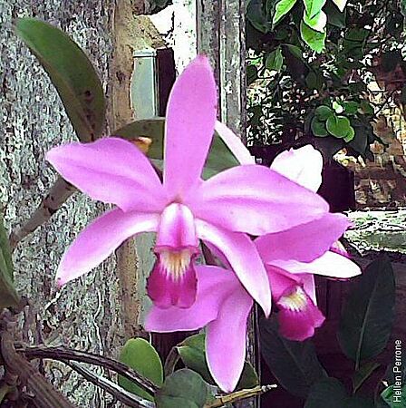 Cattleya violacea 3